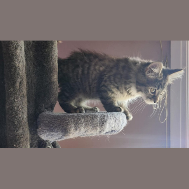 Photo of Amy (In Foster Care In Templestowe)