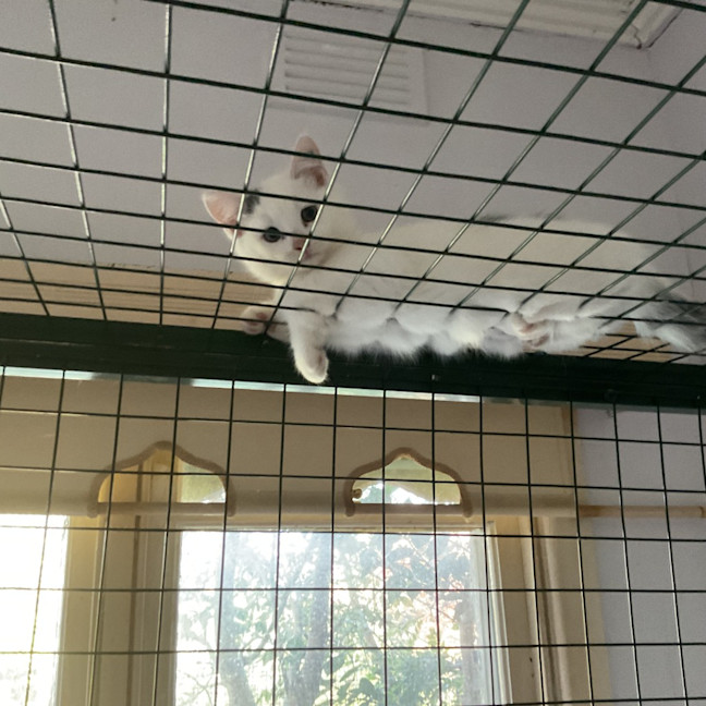 Photo of Dot
