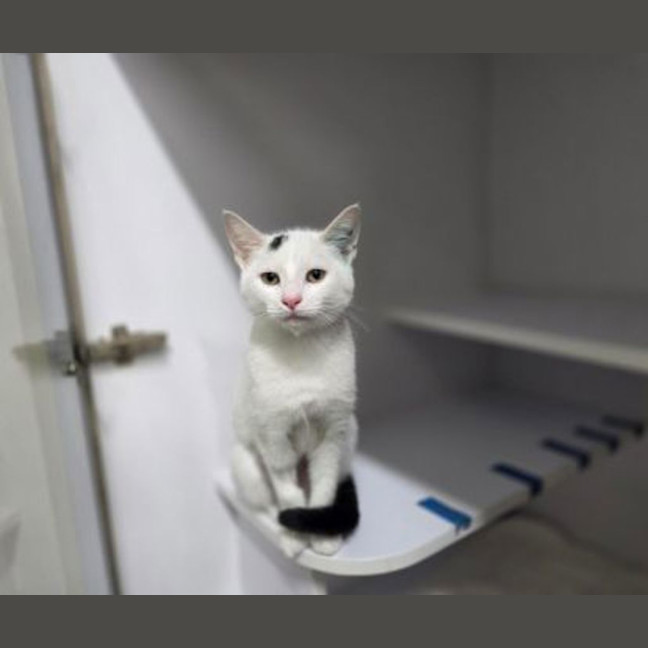 Photo of Bluebell
