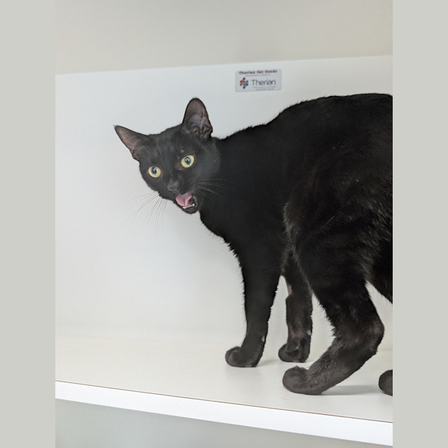 Photo of Shadow