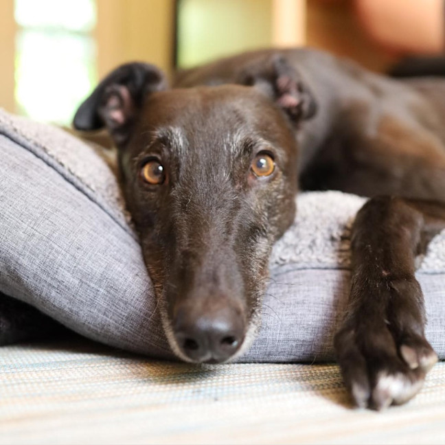Photo of Mika The Greyhound