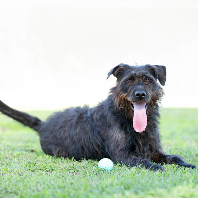 Photo of Sirius