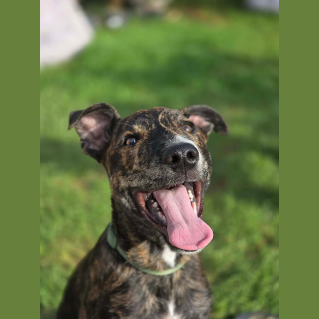 Photo of Archie