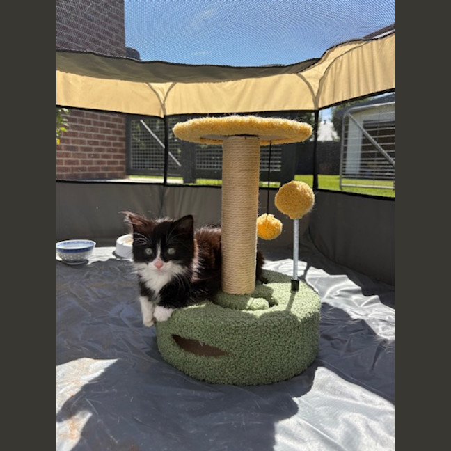 Photo of Boots ( Was Smore)