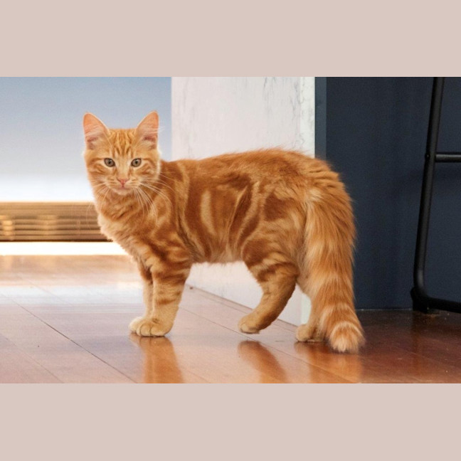 Photo of Hansel Moriarty