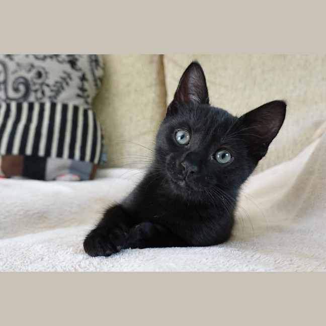 Photo of Cola   Burnie