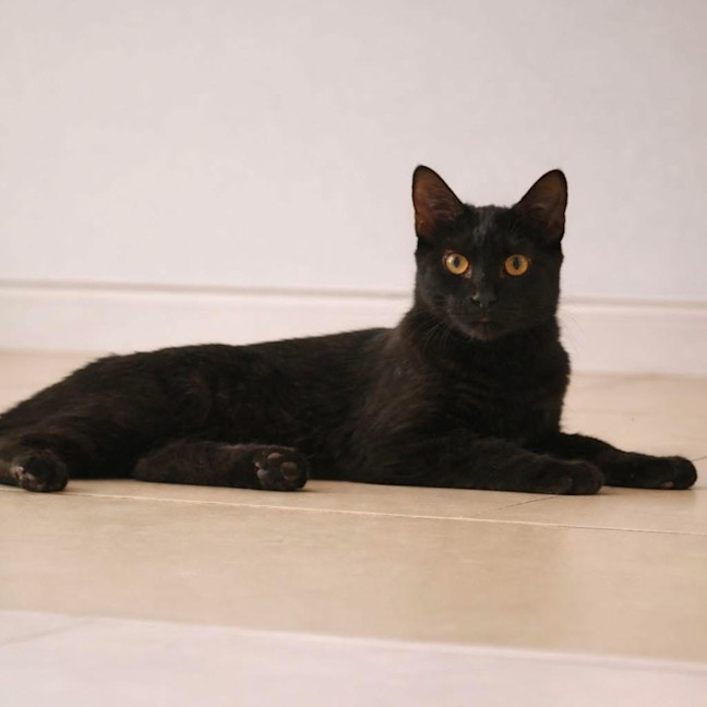 Photo of 12818   Tess