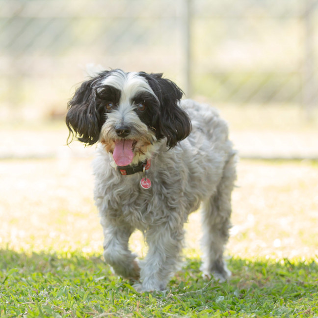 Photo of Ruby