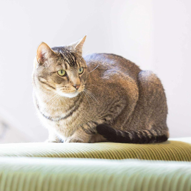 Photo of Liam & Lalo   In Foster Care In Ascot Vale