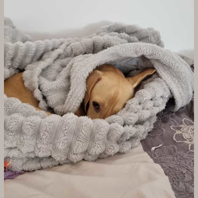Photo of Archie