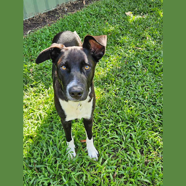 Photo of Bo