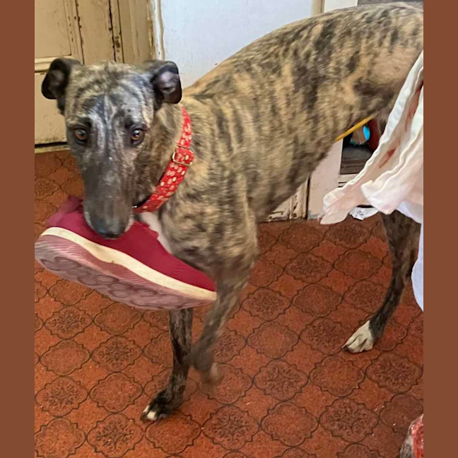 Photo of Bonnie, The Greyhound