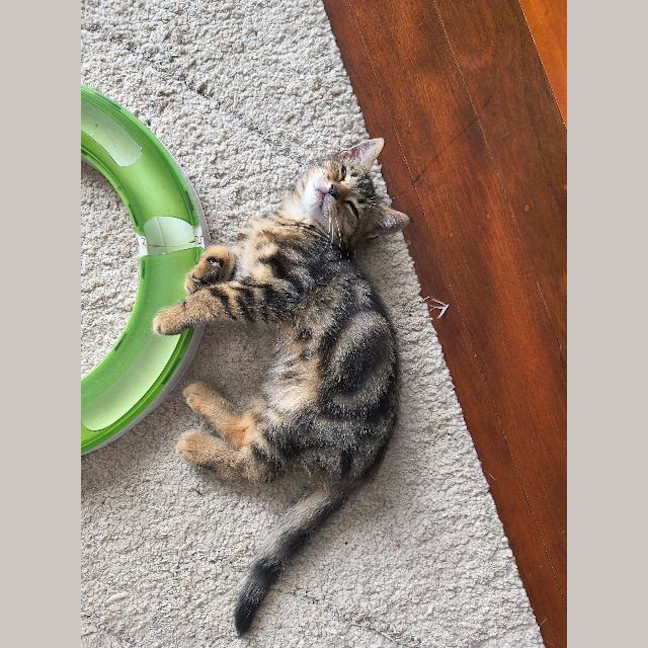 Photo of Key Lime