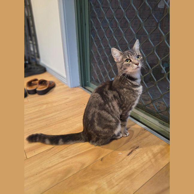 Photo of Lulu (Was Pinky)