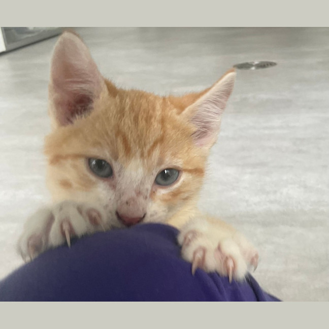 Photo of Apricot