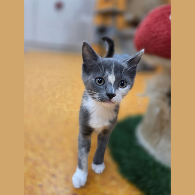 Photo of Buttons