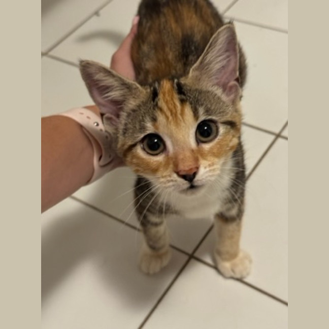 Photo of Aphrodite   Ringworm Special $49