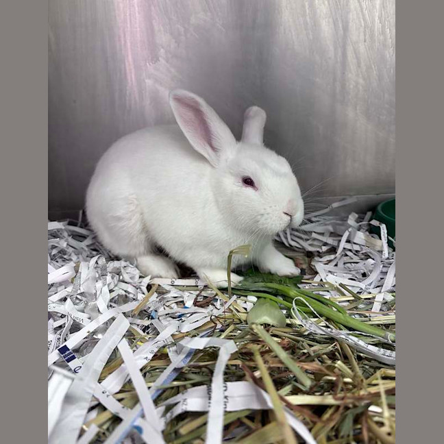 Photo of Snowball
