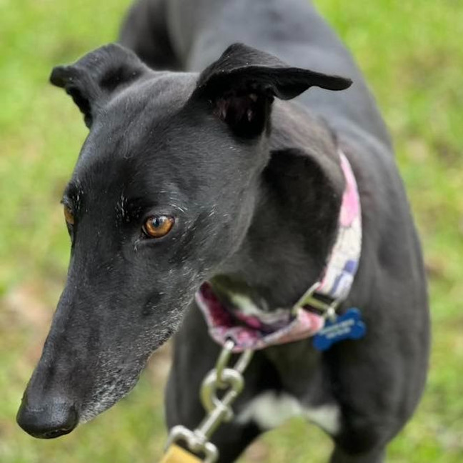 Photo of Tinker Bell