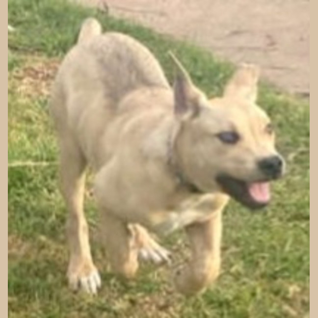 Photo of Zayne ~ 4 Month Old Male Staffy X