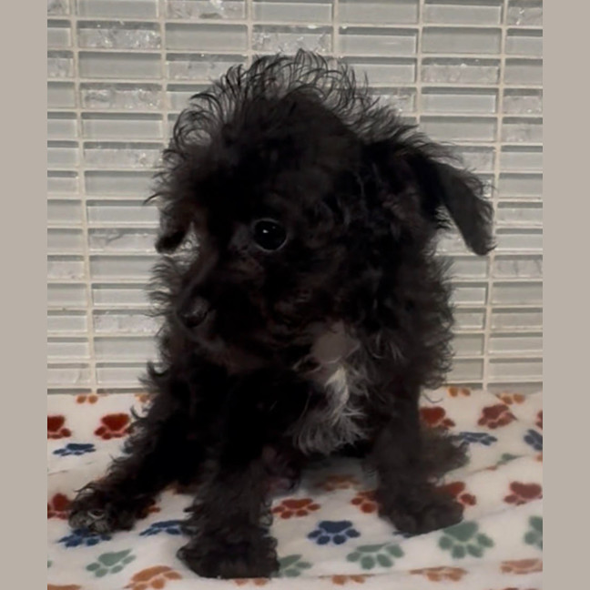 Photo of Trinket