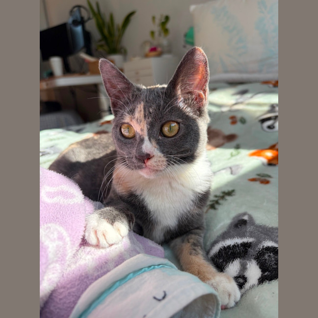 Photo of Petal
