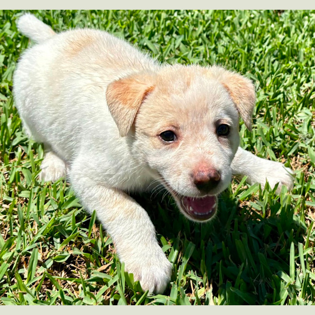Photo of Aspen   6 Week Old Cattle Dog X