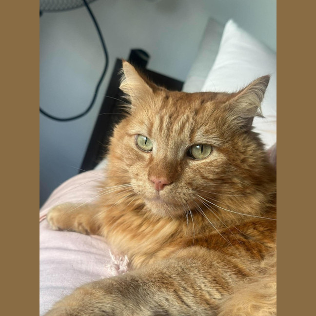 Photo of Gus   In Foster Care In Oak Park