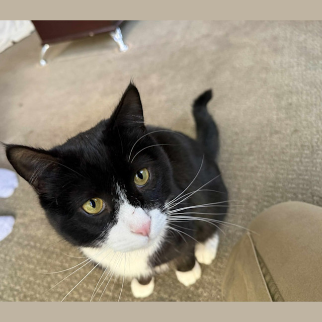 Photo of Pishi & Maloos