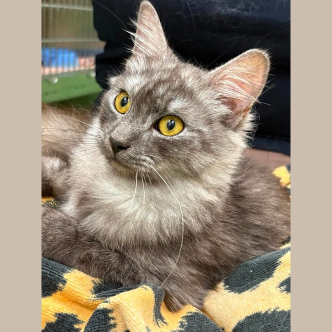 Photo of Clyde