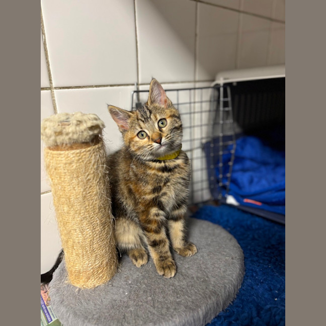 Photo of Tulip