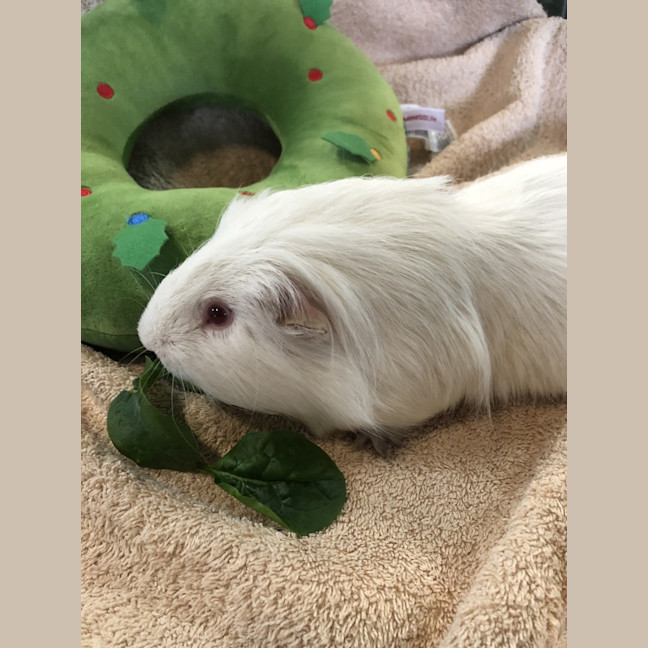Photo of Bibbley (Bonded To Capy)