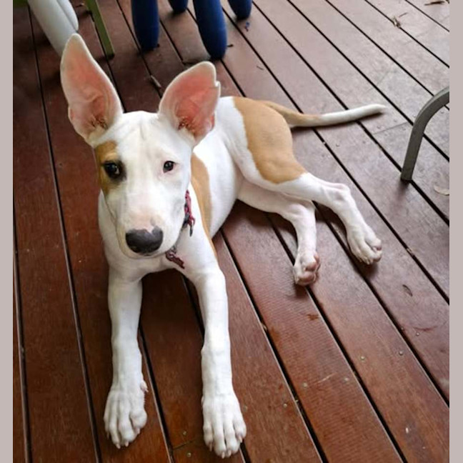 Photo of Bowie Girl