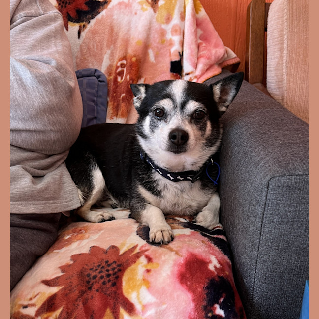 Photo of Jasper 😍 8yo, Chihuahua (On Trial 2/8/24)