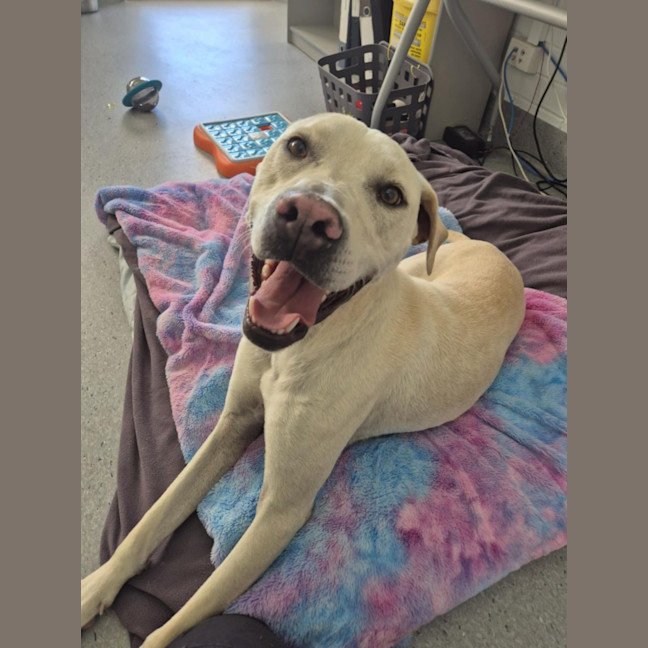 Photo of Ranger! ☮️🕊