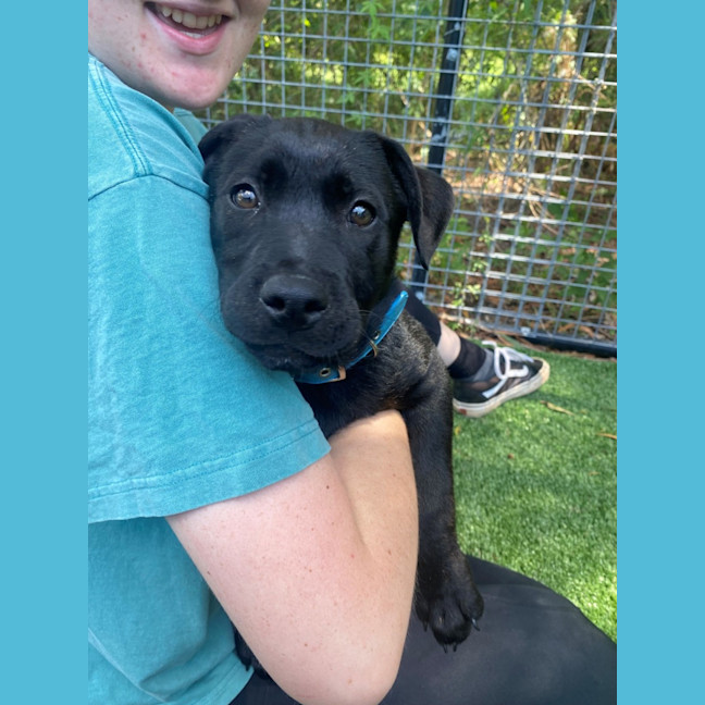 Photo of D1063 Peppa