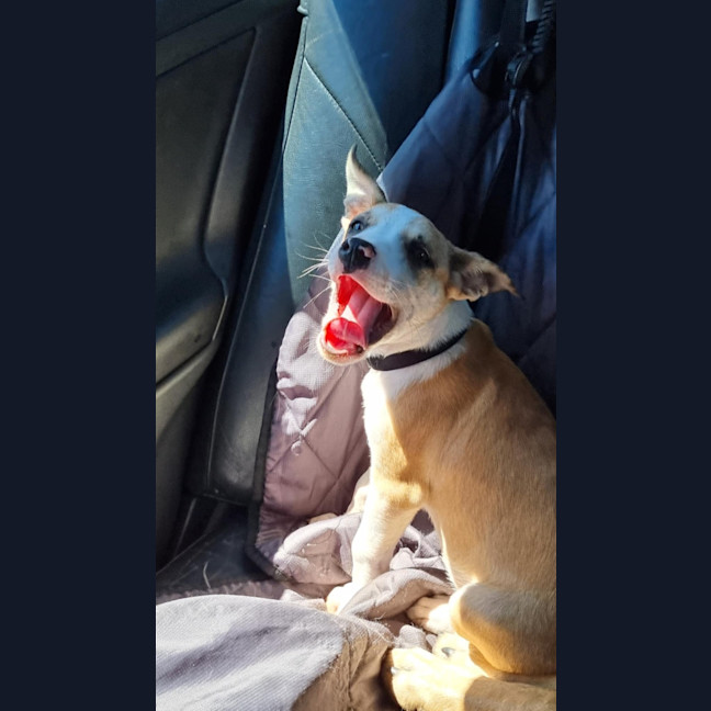 Photo of Maple