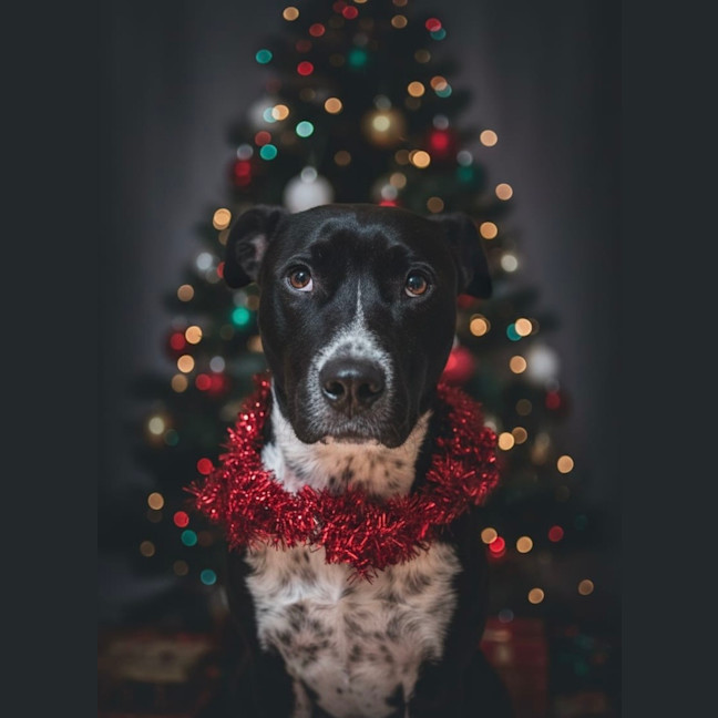 Photo of Oreo