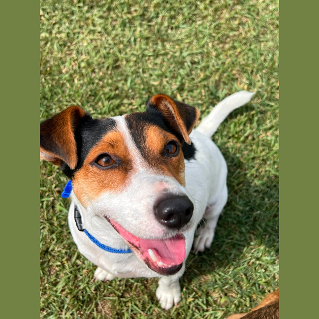 Photo of Milo   2 Year Old Jack Russell Terrier