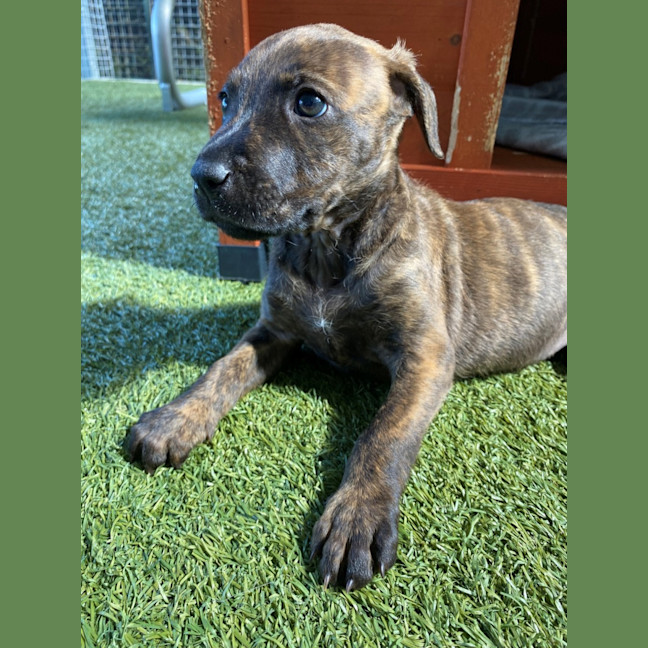 Photo of D1128 Bindi