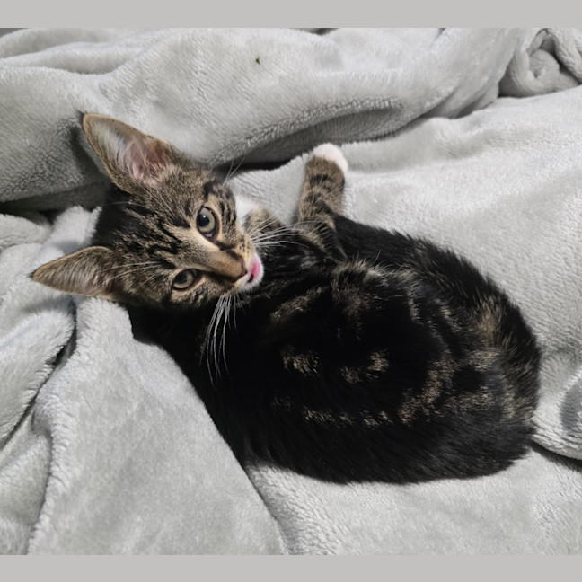 Photo of Pipsqueak