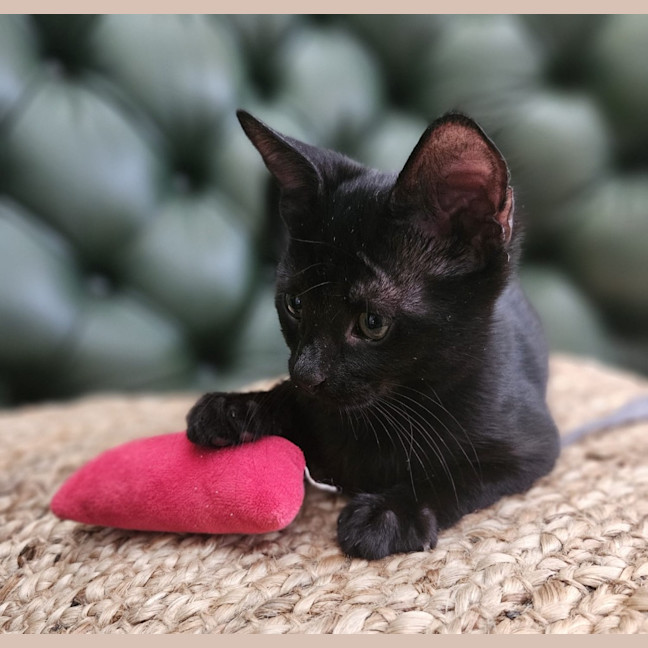 Photo of Void The Valiant