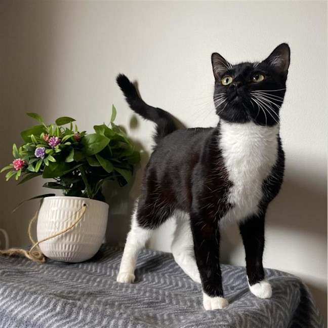 Photo of Ivy