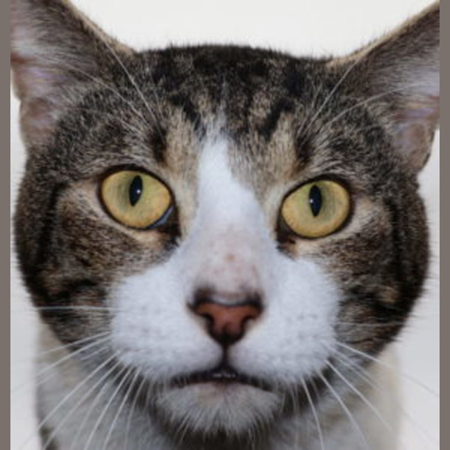Photo of Franklin   Now At Pet Quarters Thornton