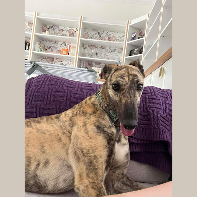 Photo of Alice, The Greyhound