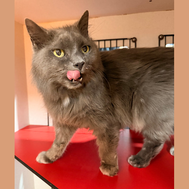 Photo of Puss