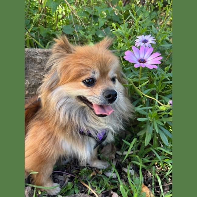 Photo of Milo