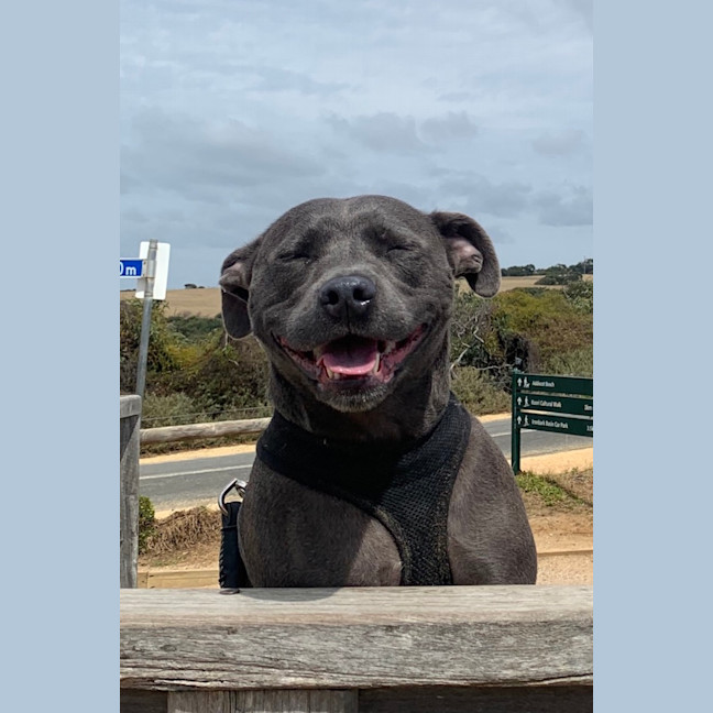 Photo of Olive