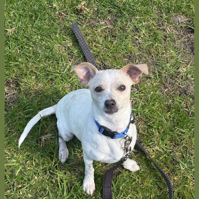 Photo of Coco