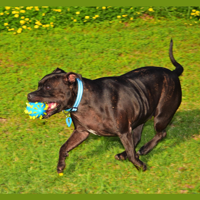 Photo of Brandy